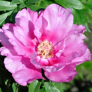 1-/3-PACKS - Itoh Peony 'First Arrival' | Paeonia x intersectional 'First Arrival' - BAREROOT