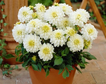 1-/3-/6-PACKS - Dahlia, Decorative 'Gallery Art Fair' | Decorative Dahlia - TUBER