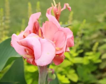 Canna, grande taille « Salmon Beauty » | Canna x generalis 'Salmon Beauty' - RHIZOME