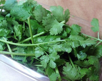 3-PACK - Cilantro - 3-pack | Coriandrum sativum - 3" POTS