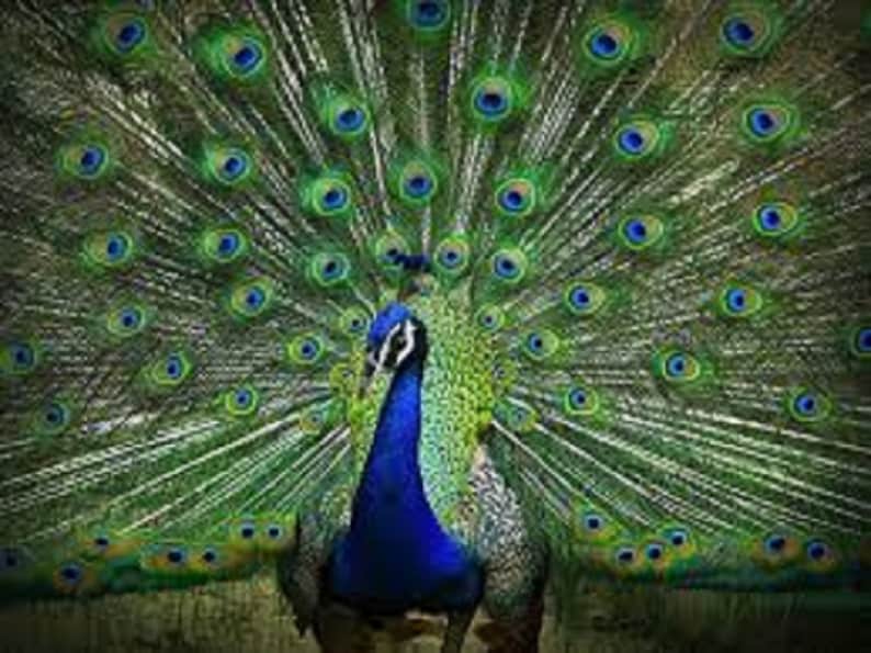 Purple Peacock Fascinator Peacock Eye Feather Hair Clip Etsy