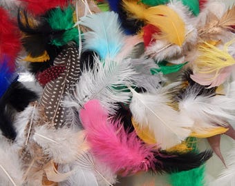Craft Feathers - Scrapbook Feathers - Mixed Feather Bag - Natural Feathers - Decorative Feathers