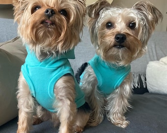 May include: Two small dogs, likely Yorkies, are seated side-by-side on a gray surface. Both dogs are wearing matching turquoise hoodies. The dogs have light brown and tan fur. They are looking forward with alert expressions.