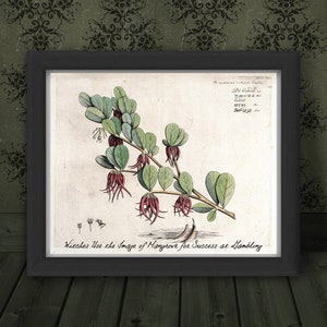 Lore: Gambling & Luck - Mangrove - Vintage Book Of Shadows circa 1600s - Wall Art - Magickal Aura, Meditation Assistant,  DOWNLOAD NOW