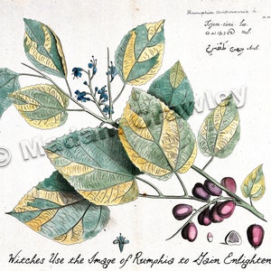 May include: A botanical illustration of a plant with green and yellow leaves and purple berries. The plant is labeled "Rumphia aniboromas A." and "Tjem-tani. Lat.".