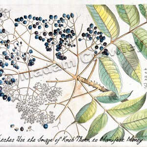 Może przedstawiać: Botaniczna ilustracja rośliny o nazwie Knob Thorn z ciemnoniebieskimi jagodami i zielonymi liśćmi. Obrazek jest opisany jako "Witches Use the Image of Knob Thorn to Monifest Money" i zawiera tekst arabski "Kouli-ila" i "Topali".