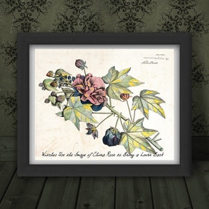 Może przedstawiać: Winietkowa ilustracja botaniczna różowego i białego kwiatu z zielonymi liśćmi. Tekst "Witches use the image of Chinas Rose to bring a lover back" jest wydrukowany pod obrazem.