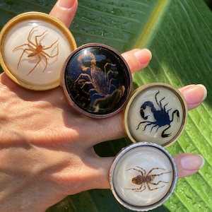 Real Scorpion Ring Spider Adjustable Black Scorpio Zodiac Halloween Entomology Large Scorpions Whimsigoth Green Witch Jewelry Tropigoth