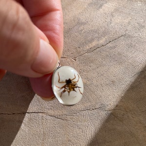 Real Scorpion Beetle Ant Spider Pendant Necklace Stainless Steel Preserved in Resin Unisex Insect taxidermy Beetlejuice Antman Cosplay Spider/White