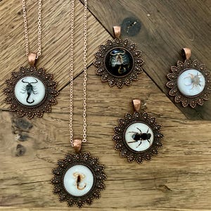 specimen jewelry spider scorpion beetle bee real in resin on copper pendant with 20” rose gold stainless chain Scorpio necklace