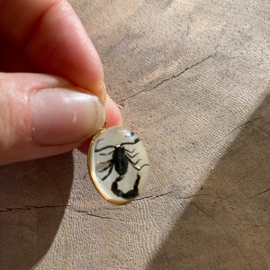 Real Scorpion Beetle Ant Spider Pendant Necklace Stainless Steel Preserved in Resin Unisex Insect taxidermy Beetlejuice Antman Cosplay Scorpion/White
