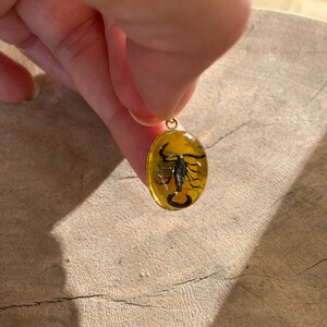 Real Scorpion Beetle Ant Spider Pendant Necklace Stainless Steel Preserved in Resin Unisex Insect taxidermy Beetlejuice Antman Cosplay Scorpion/Yellow