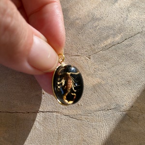 Real Scorpion Beetle Ant Spider Pendant Necklace Stainless Steel Preserved in Resin Unisex Insect taxidermy Beetlejuice Antman Cosplay GldnScorpion/Black