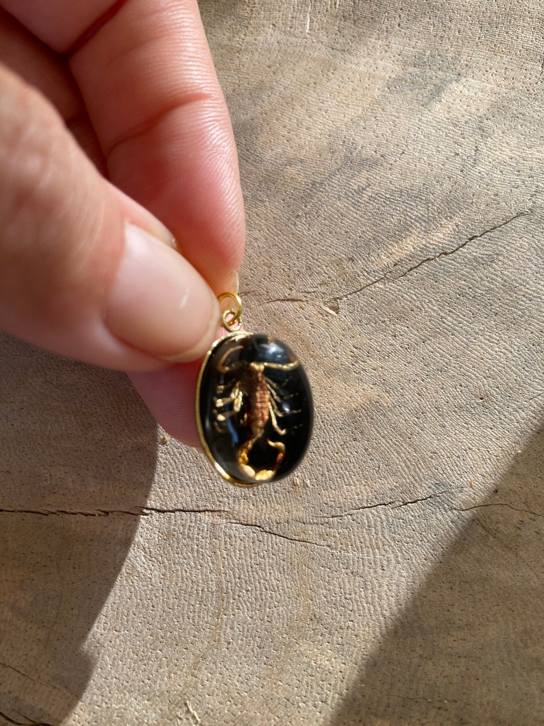 Real Scorpion Beetle Ant Spider Pendant Necklace Stainless Steel Preserved in Resin Unisex Insect taxidermy Beetlejuice Antman Cosplay GldnScorpion/Black