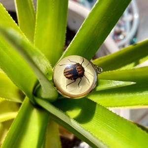 Op de afbeelding: Een ronde, transparante hars hanger met een zwarte en oranje kever erin gegoten. De hanger heeft een zilveren ketting.