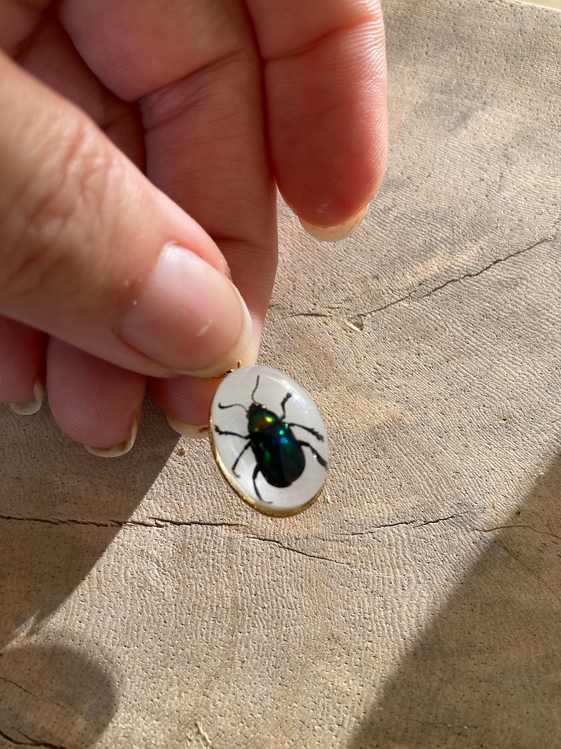 Real Scorpion Beetle Ant Spider Pendant Necklace Stainless Steel Preserved in Resin Unisex Insect taxidermy Beetlejuice Antman Cosplay Beetle/White