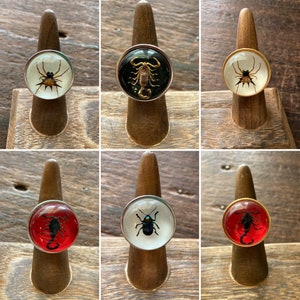 Real Scorpion Spider Beetle in Resin Ring Stainless Steel Adjustable Scorpio Zodiac Halloween Orb Weaver Entemology