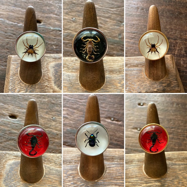 Real Scorpion Spider Beetle in Resin Ring Stainless Steel Adjustable Scorpio Zodiac Halloween Orb Weaver Entemology