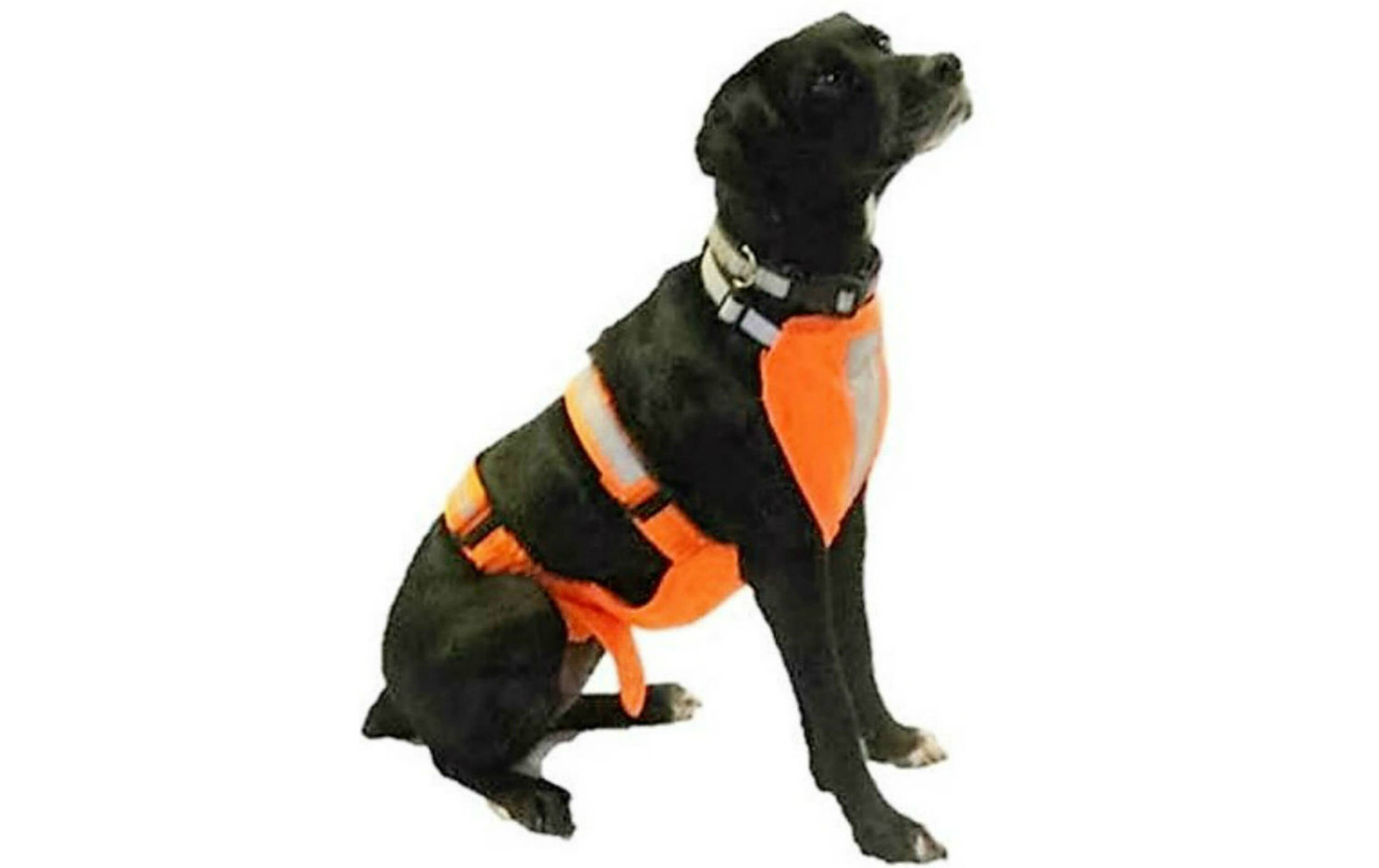 Hunting Dog Chest Protectors at Thelma Burns blog