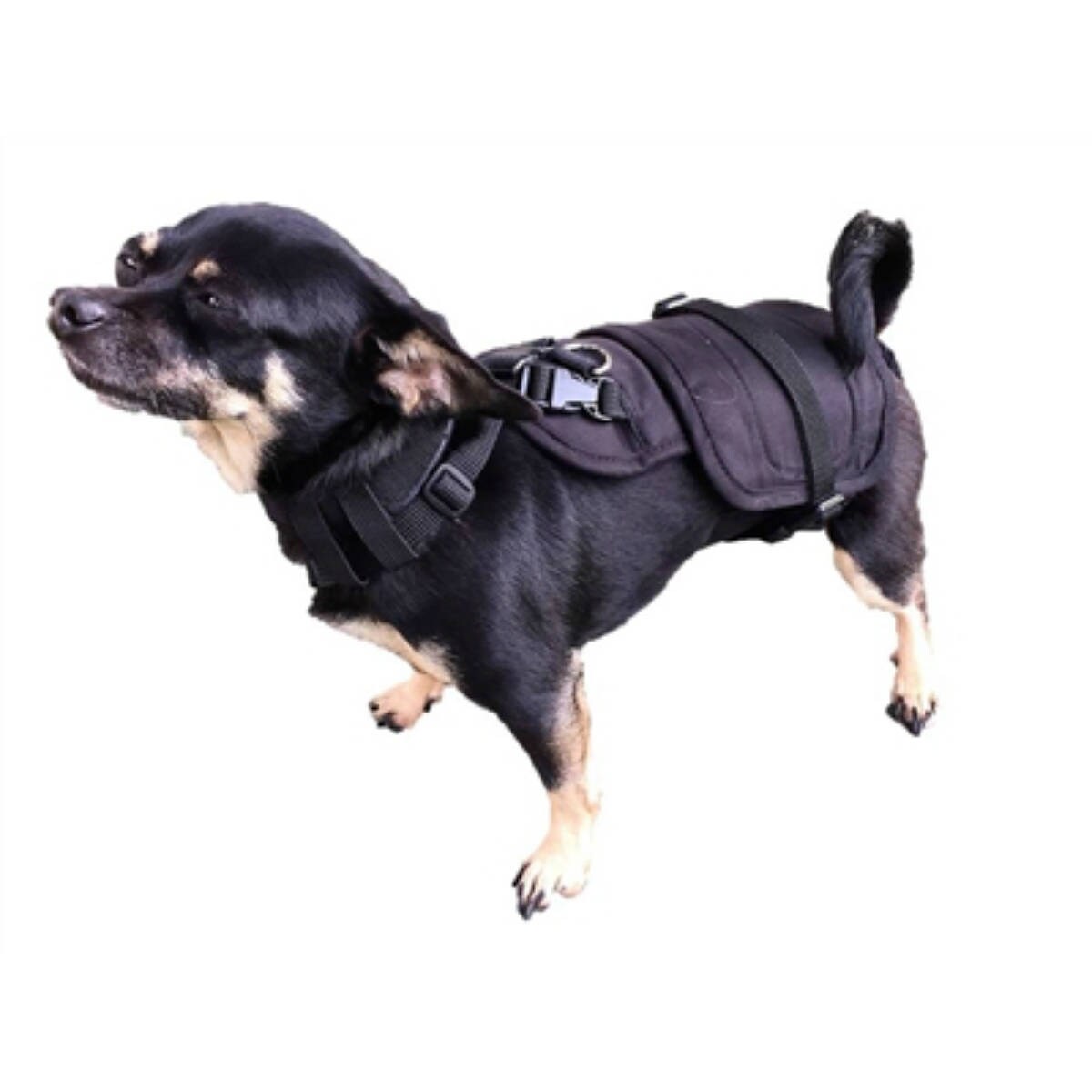dogongear