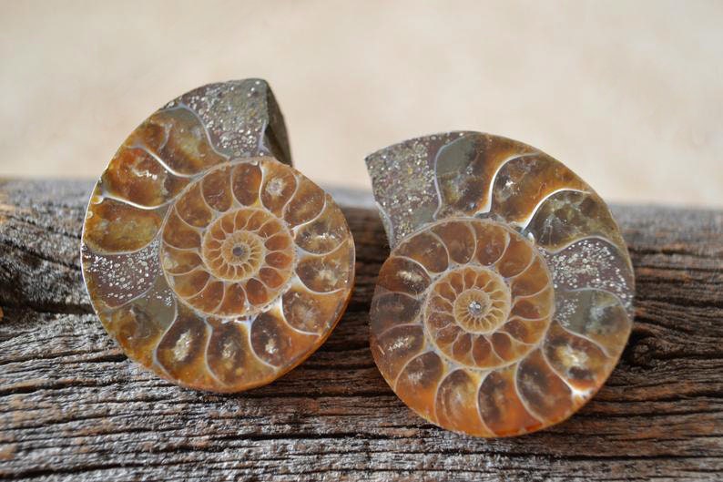 Ammonite pair loose gemstones fossil supply jewelry image 0