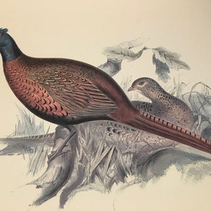 Print - Common Pheasant - Edward Lear