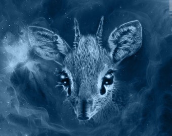 S206: Dik-dik