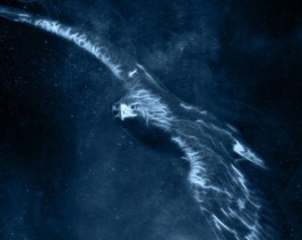 S208: Eagle