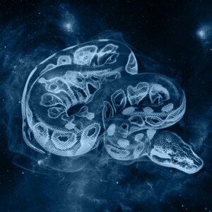 Puede incluir: Una impresión de arte digital de una serpiente blanca con un fondo de galaxia. La serpiente está enroscada en una bola y tiene un brillo tenue. El fondo es azul oscuro con estrellas blancas.
