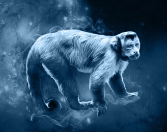 S126: Capuchin Monkey