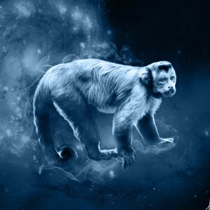 S126: Capuchin Monkey