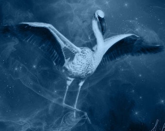 S642: Flamingo