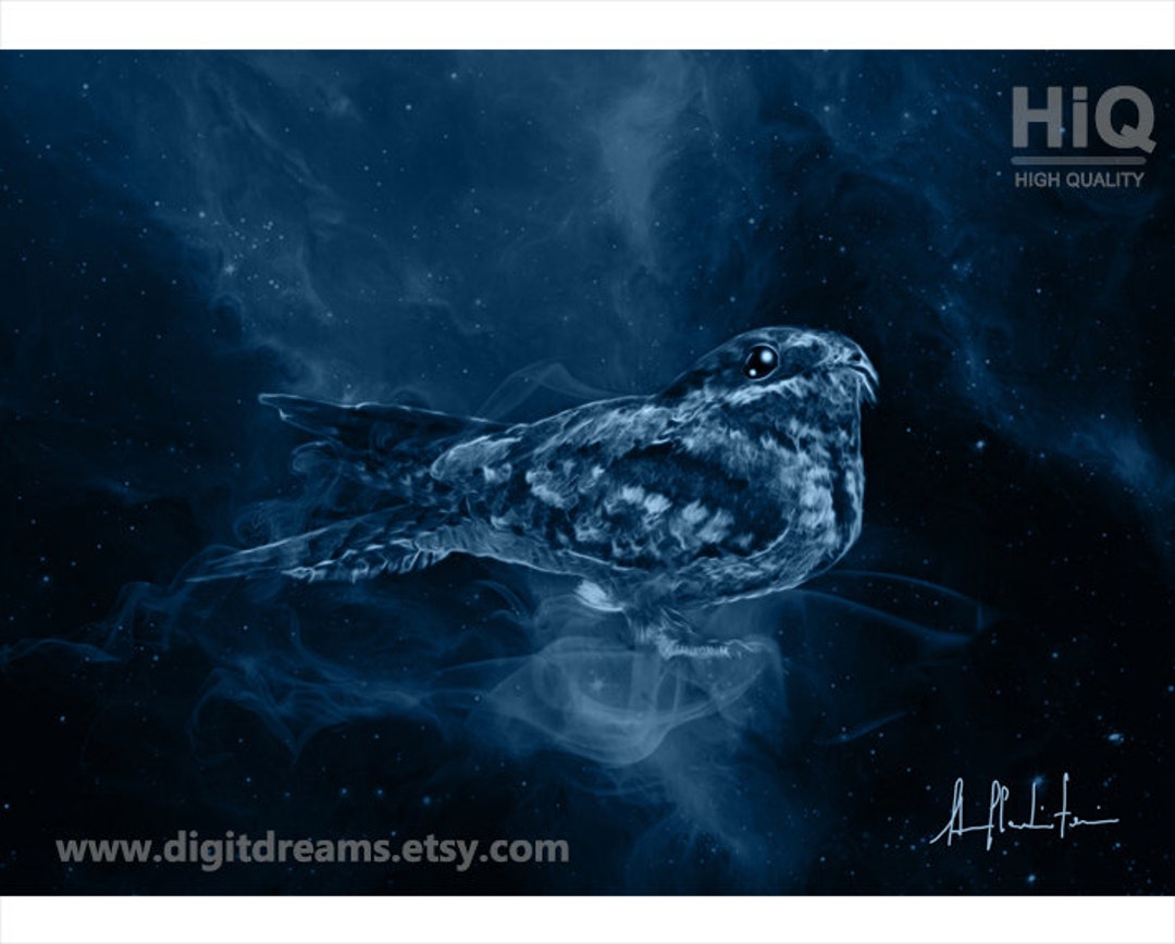 S163: Nightjar - Etsy
