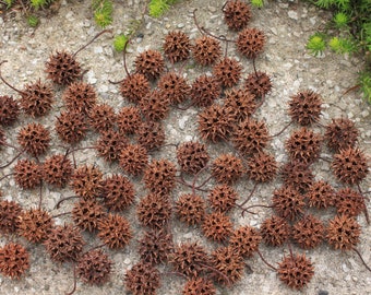 100 Sweet Gum Balls from Ohio