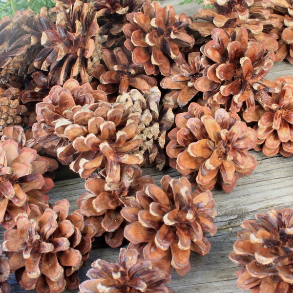 50 Scotch Pine Cones from Ohio