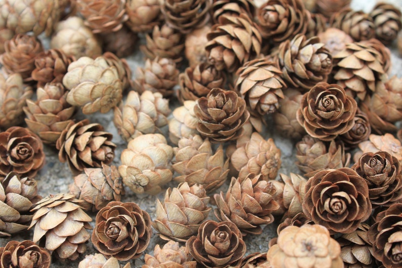 250 Eastern Hemlock Cones image 7