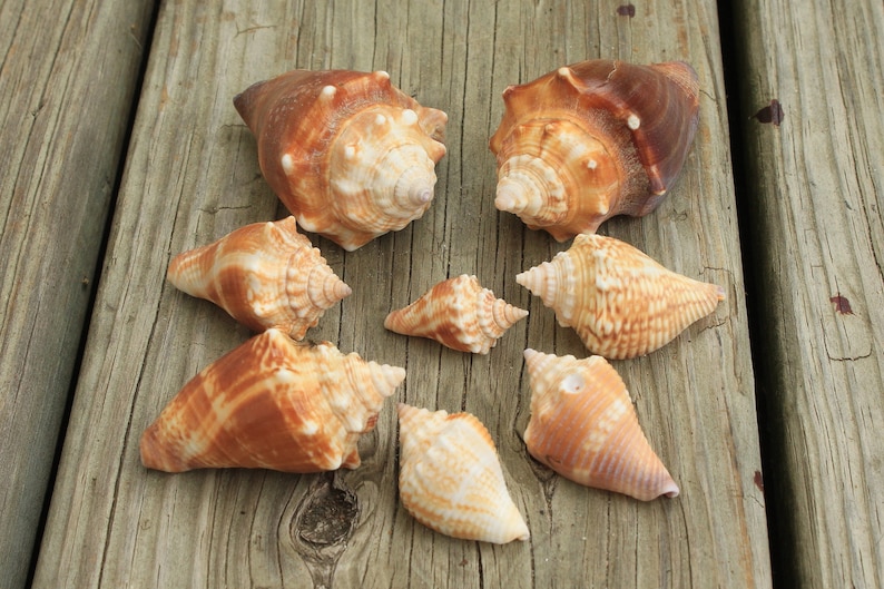 8 Small Conch Shells From Sanibel Island Etsy