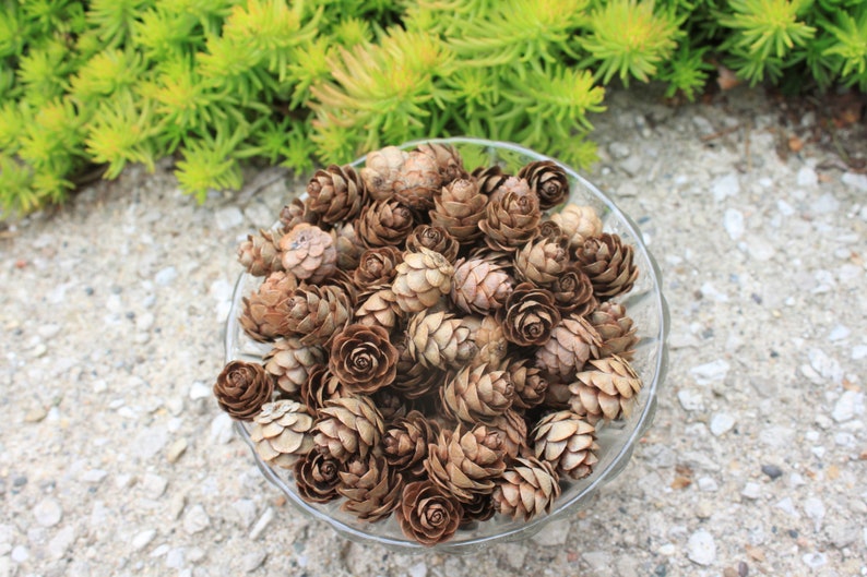 250 Eastern Hemlock Cones image 10