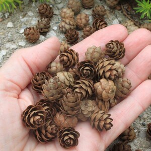 250 Eastern Hemlock Cones image 9