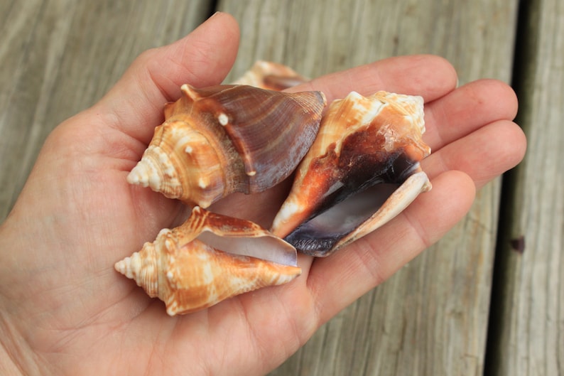 8 Small Conch Shells From Sanibel Island Etsy