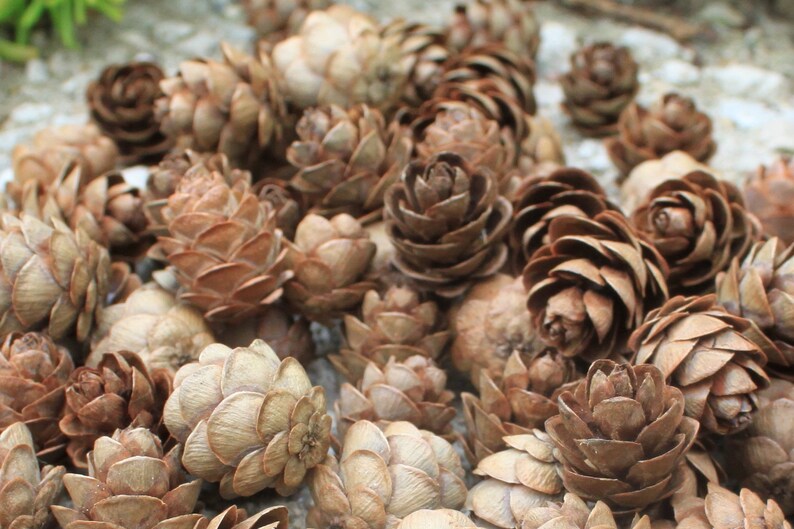 250 Eastern Hemlock Cones image 6