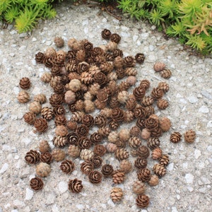 250 Eastern Hemlock Cones image 5