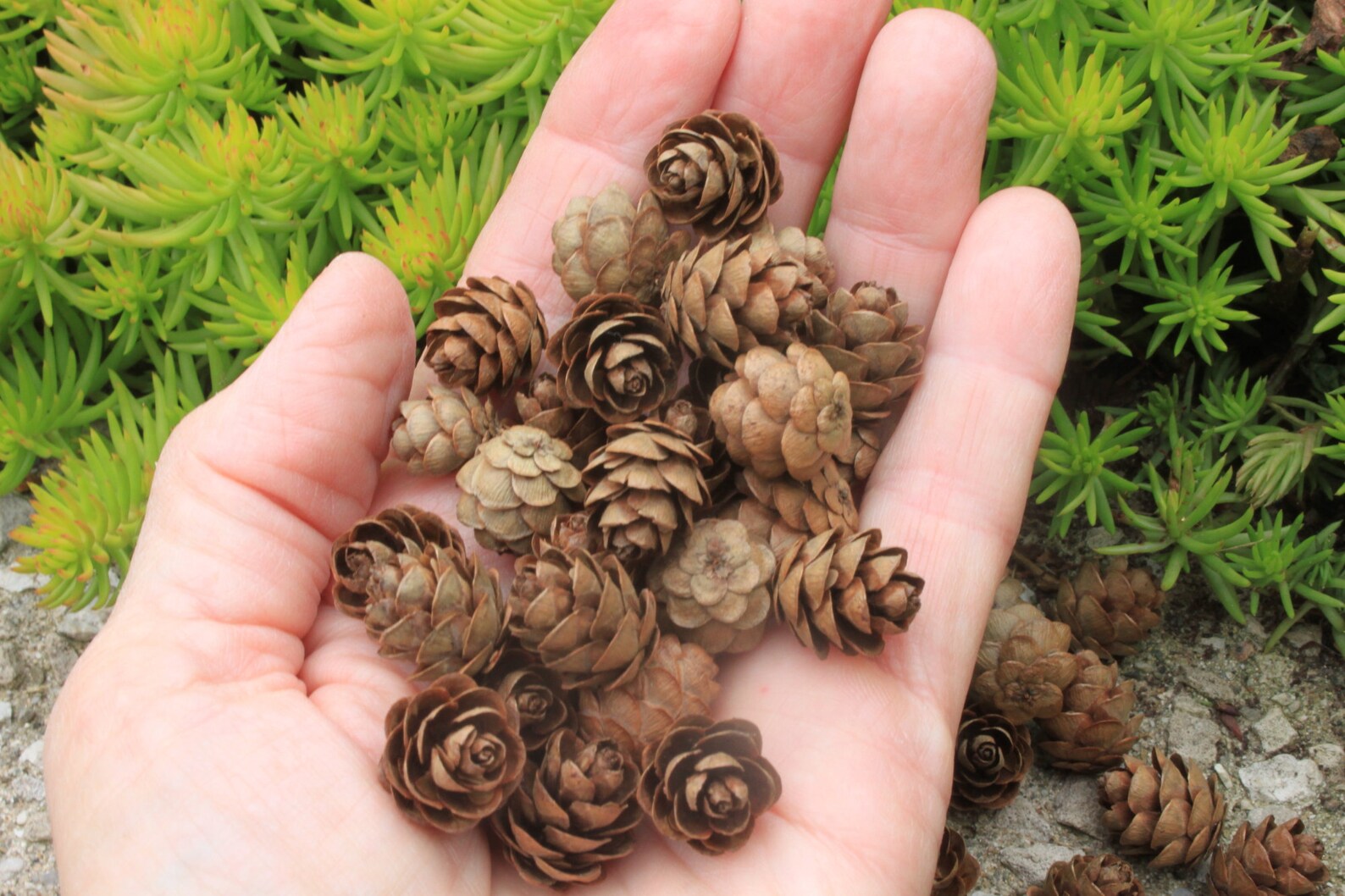 250 Eastern Hemlock Cones | Etsy