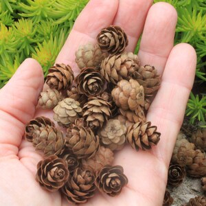 250 Eastern Hemlock Cones image 2