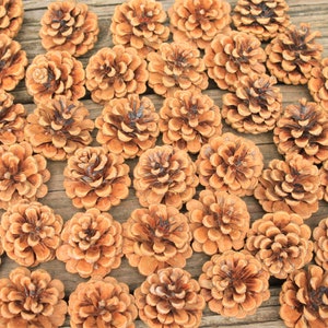 38 Austrian Pine Cones from Ohio