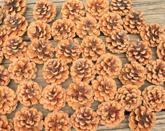 30 Austrian Pine Cones from Ohio