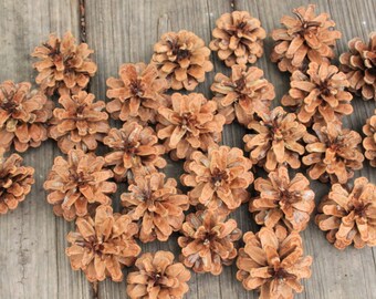 25 Austrian Pine Cones, Natural Pine Cones