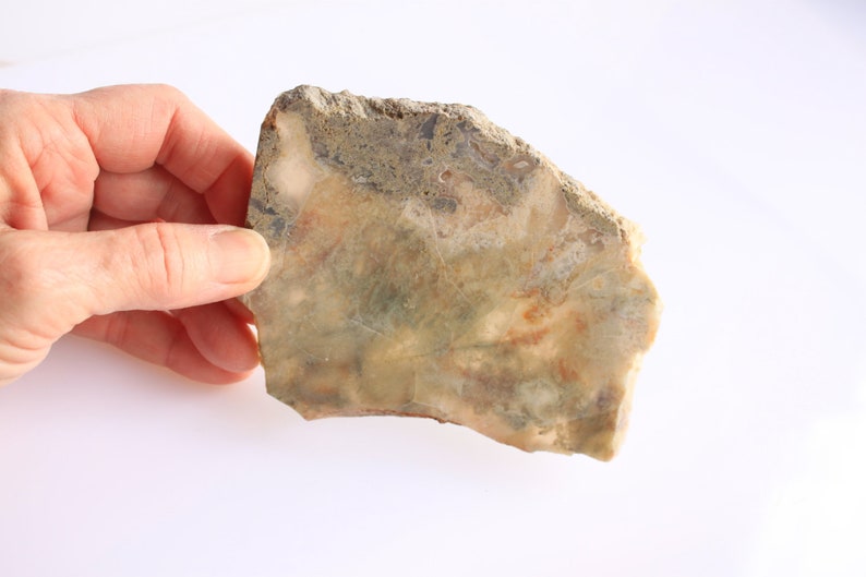 fossilized dung