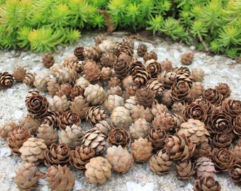 250 Eastern Hemlock Cones from Ohio