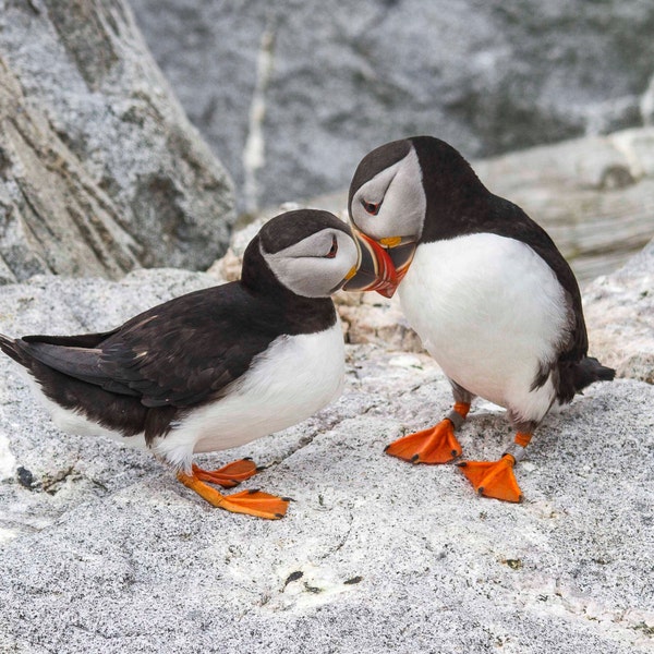 Puffins Snuggled Up